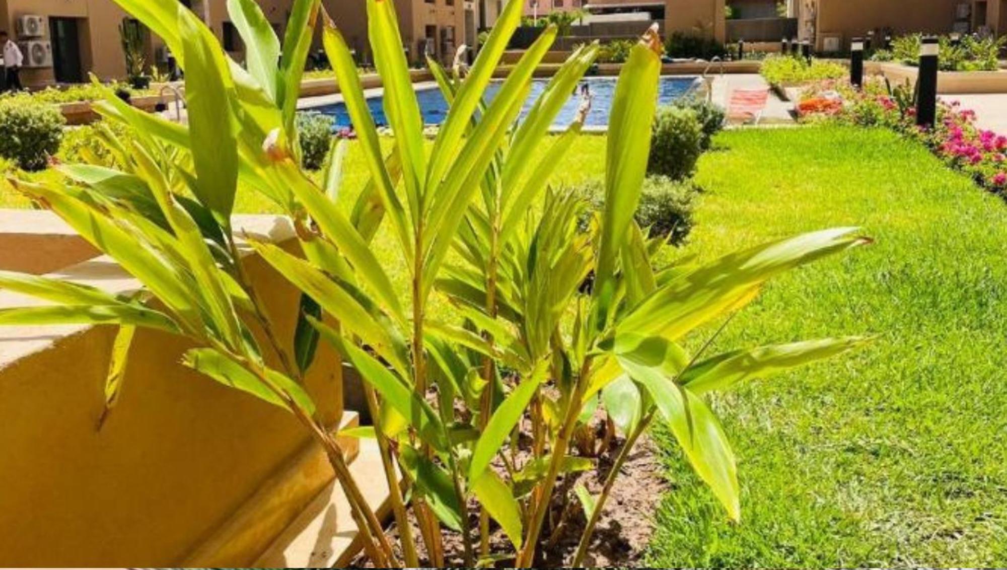 Duplex Palmeraie Gates Apartment Marrakesh