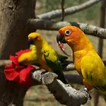 La Perle Aux Oiseaux Marrakech