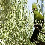 La Perle Aux Oiseaux Marrakech
