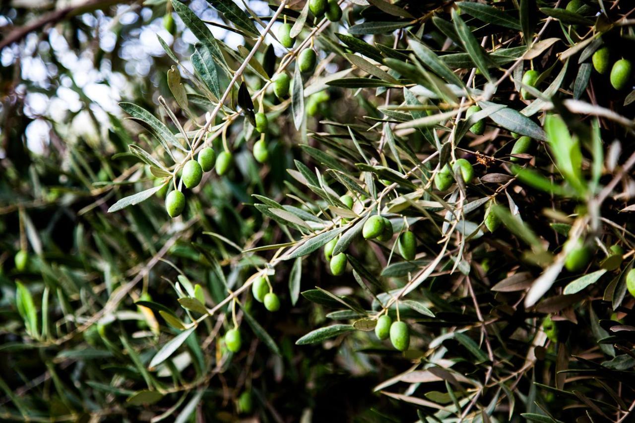 Mayo Marrakesh