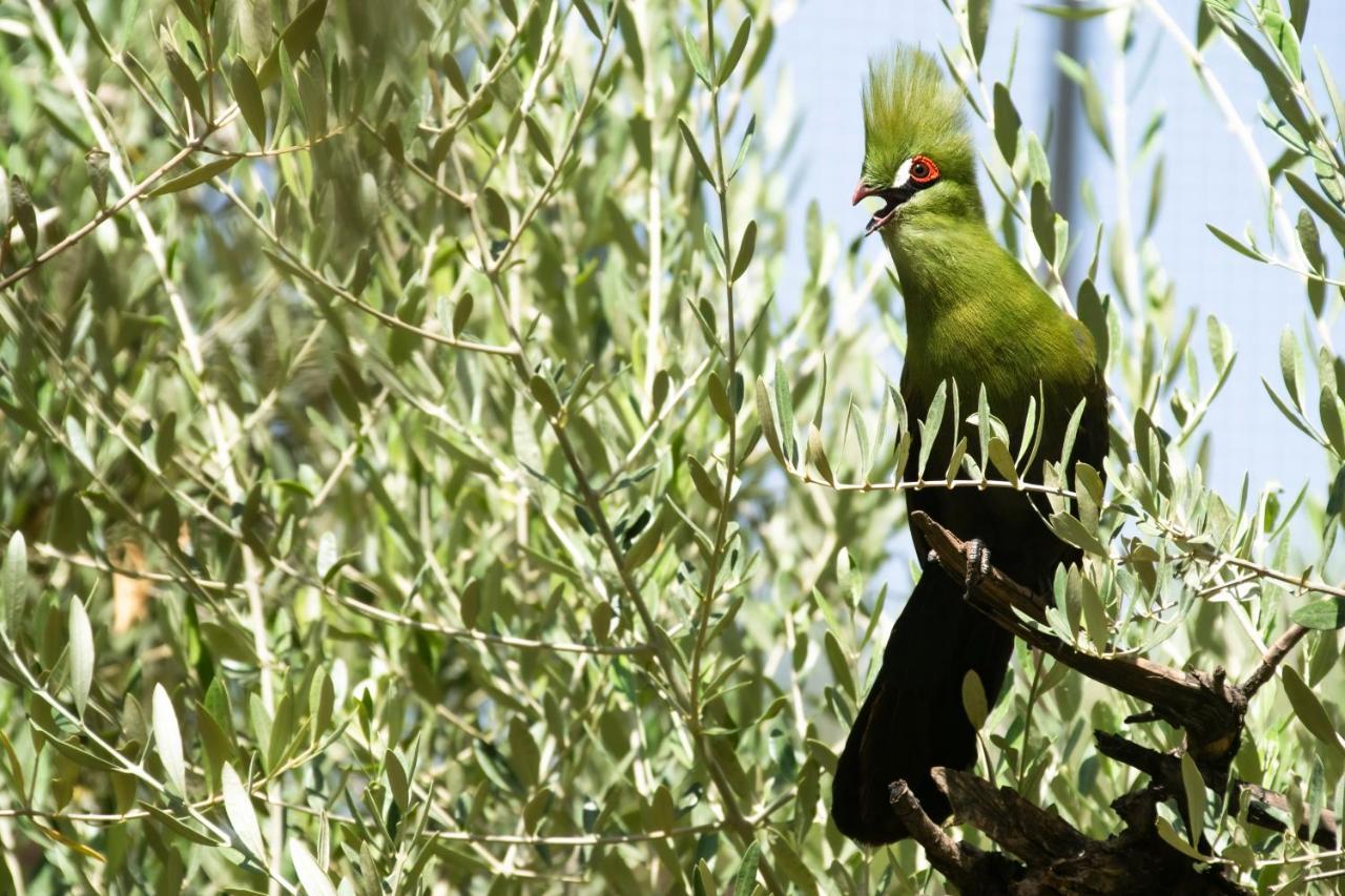 La Perle Aux Oiseaux Marrakech 2* Marrakesh