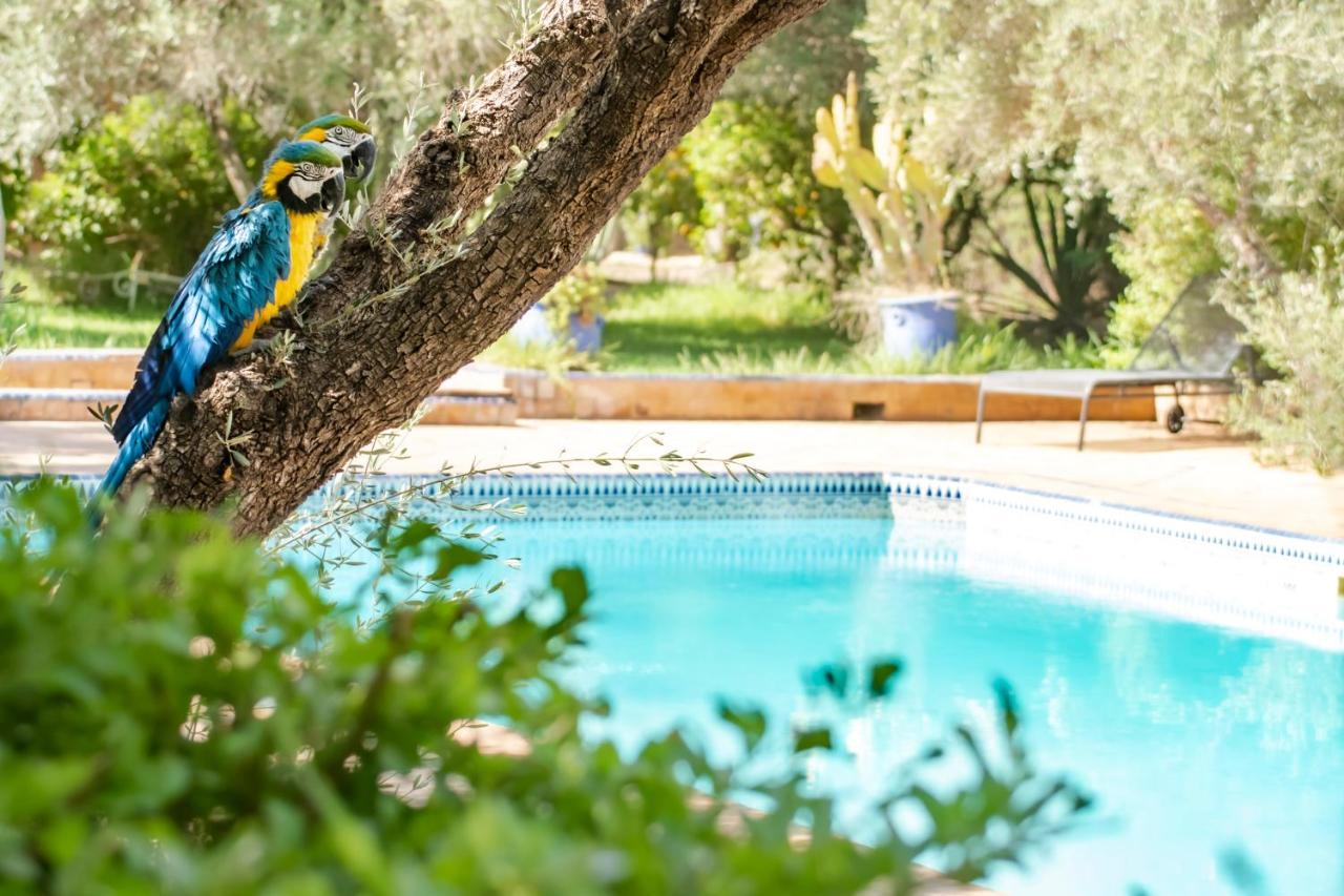 Guest house La Perle Aux Oiseaux Marrakech 2*