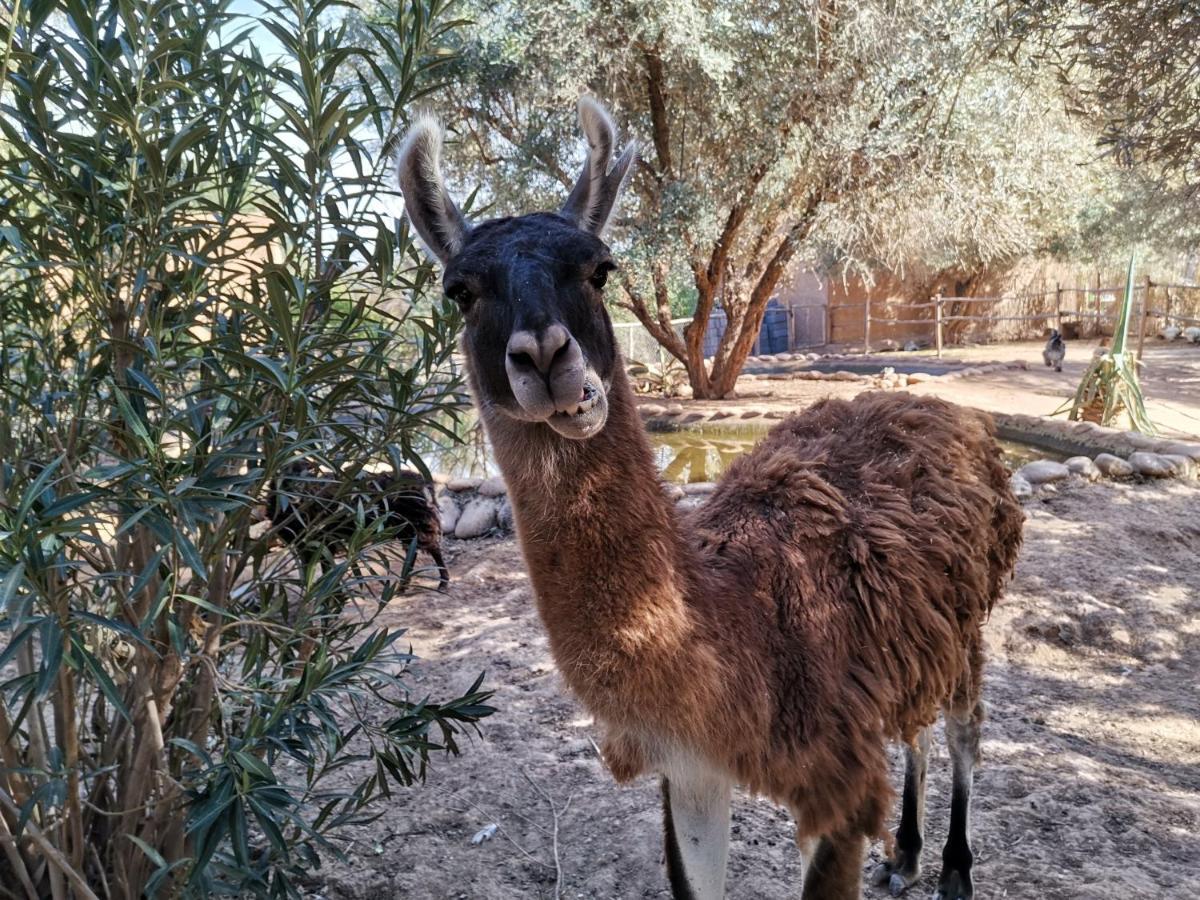 La Perle Aux Oiseaux Marrakech Guest house 2*