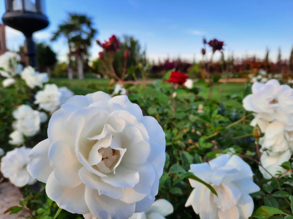 Rosa Damascena Marrakech *