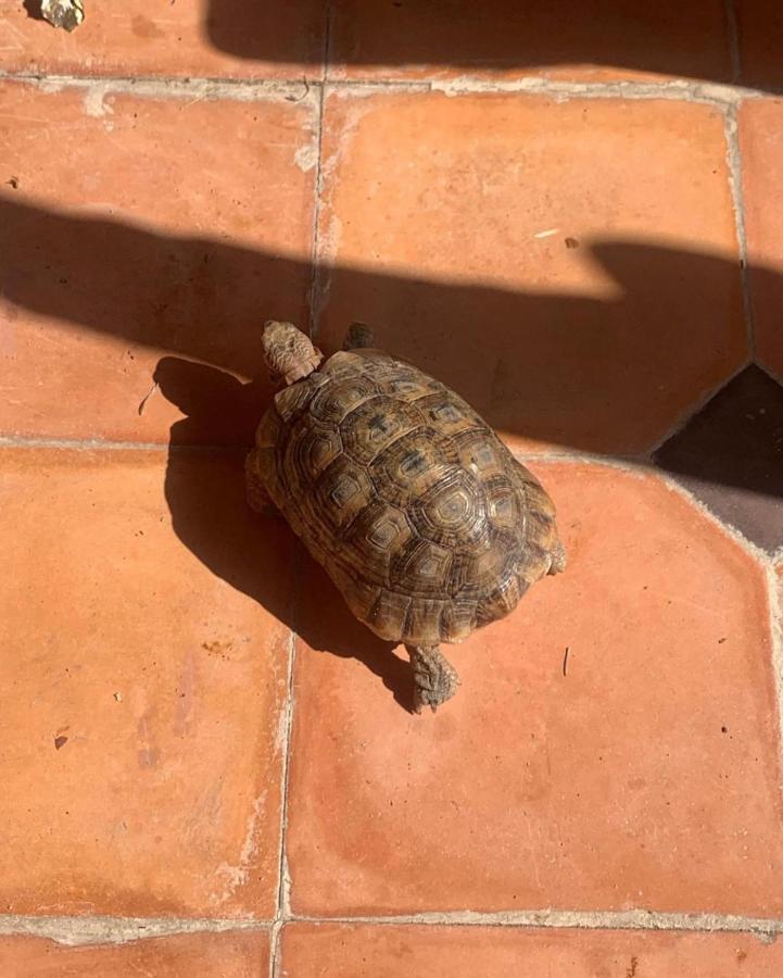 Sijane * Marrakesh