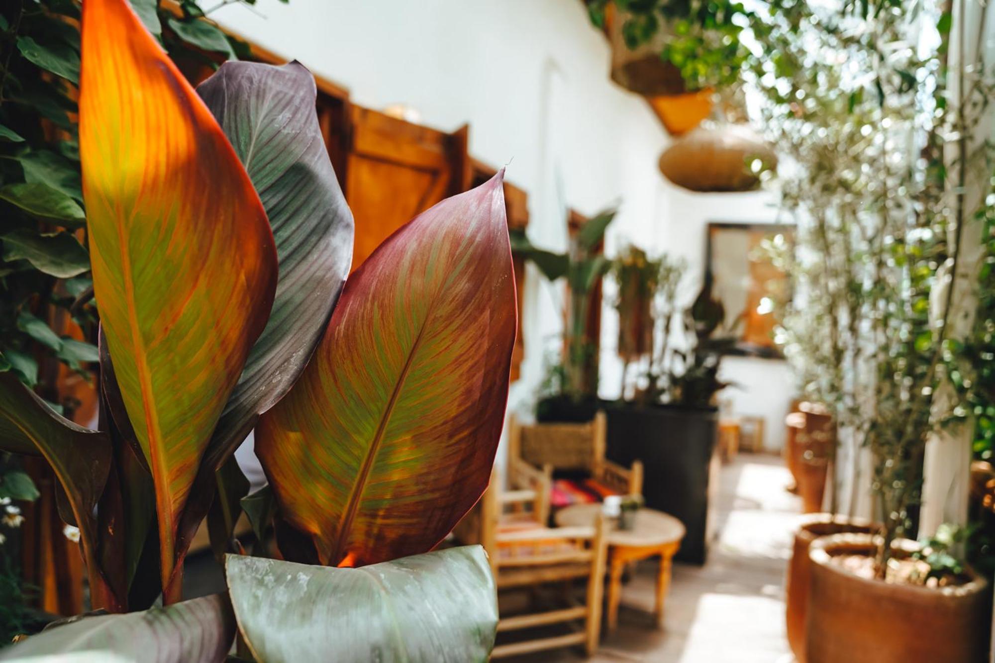 Riad La Ferme Medina Marrakesh