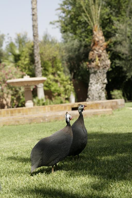 Guest house Dar Ayniwen Garden & Bird Zoo