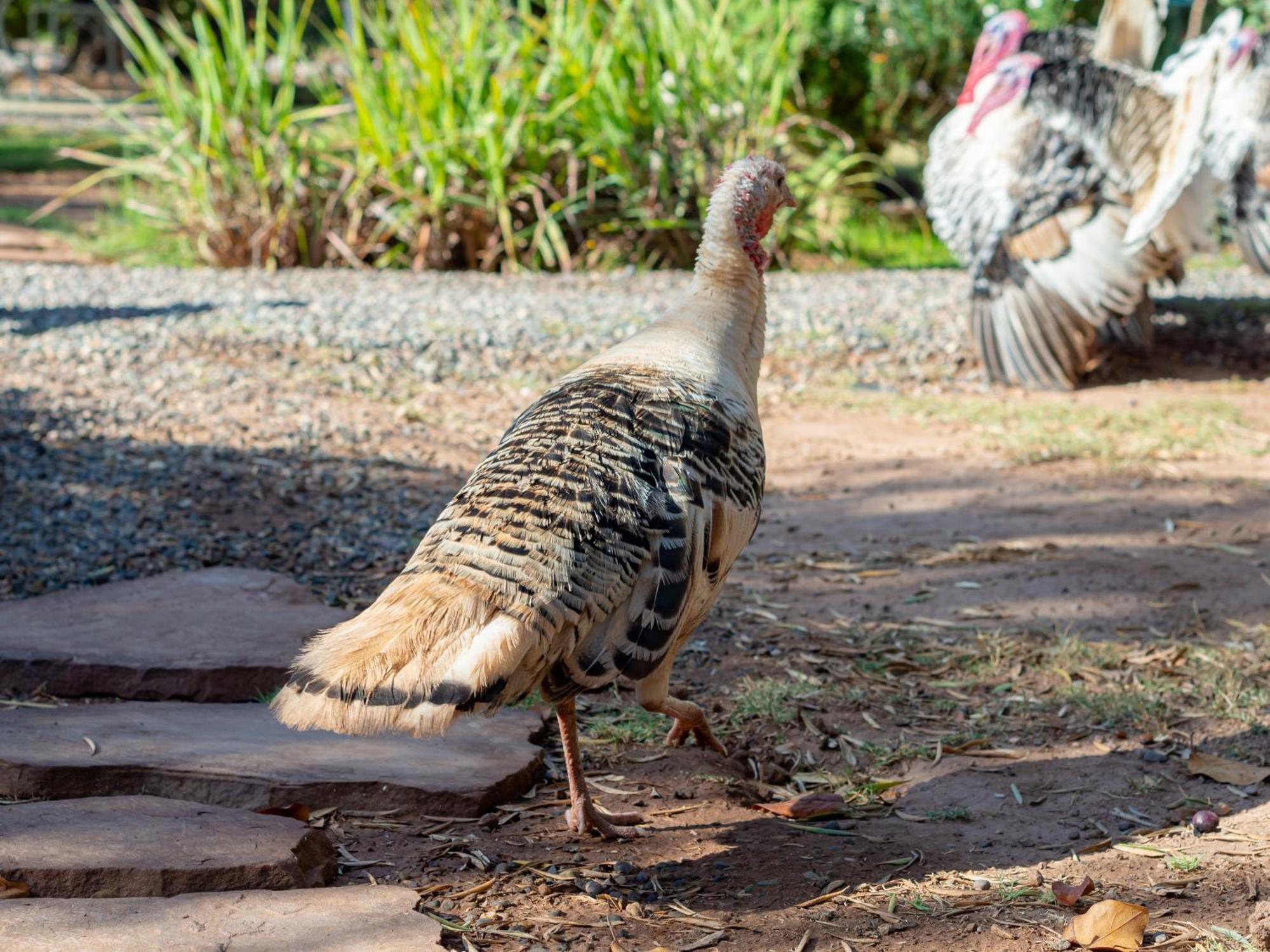 Farm stay Ferme Sidi Safou & *