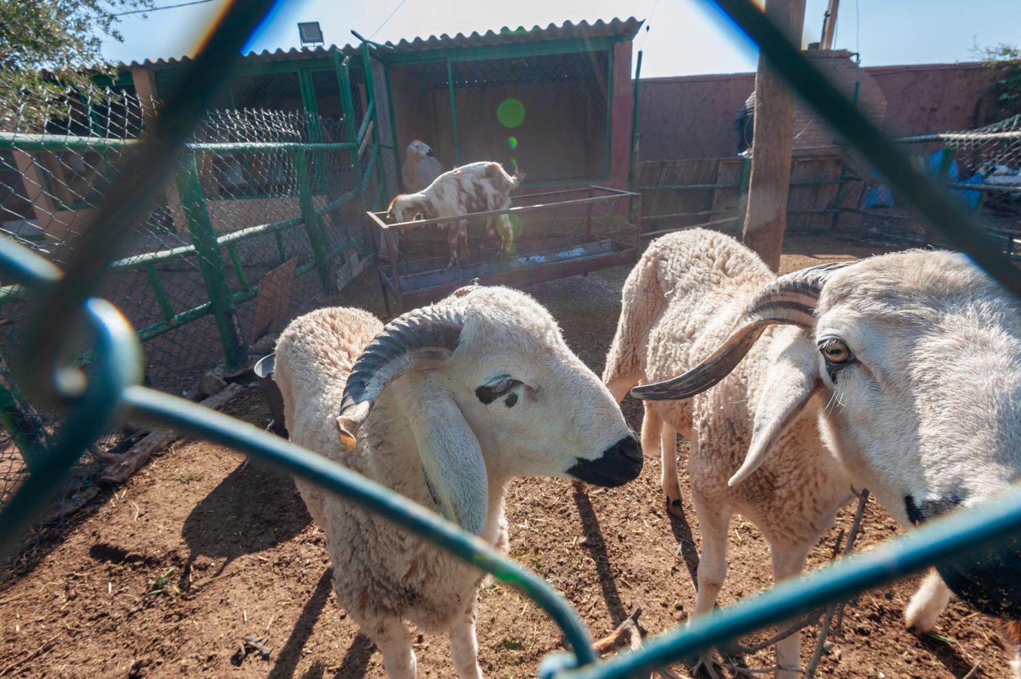 Ferme Sidi Safou & Farm stay *