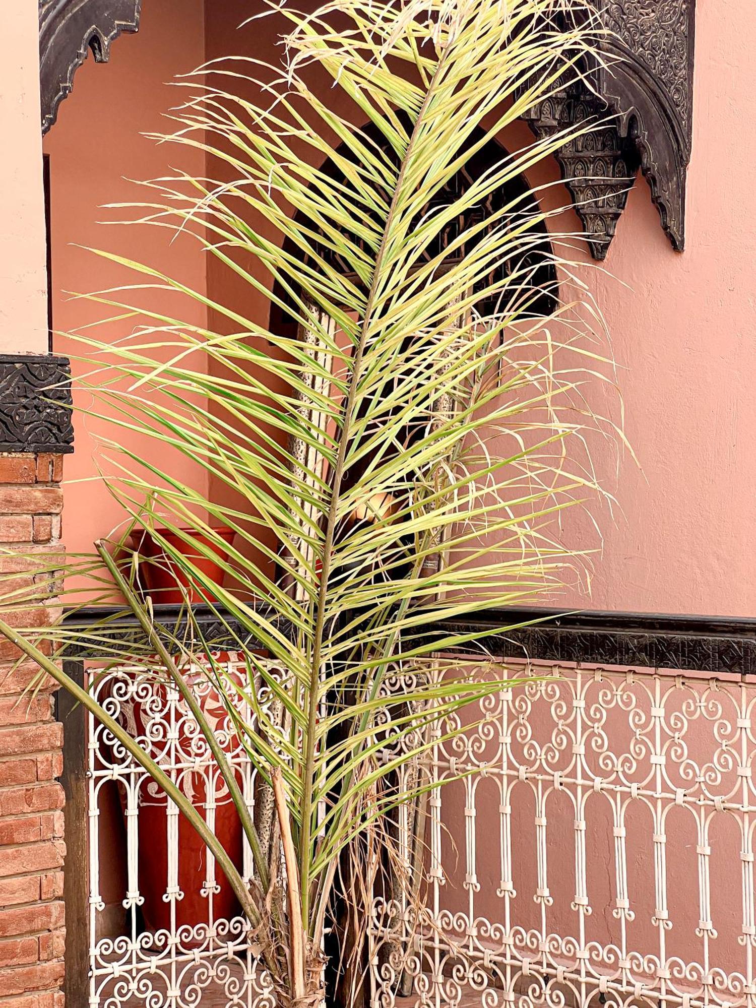 Guest house Musa