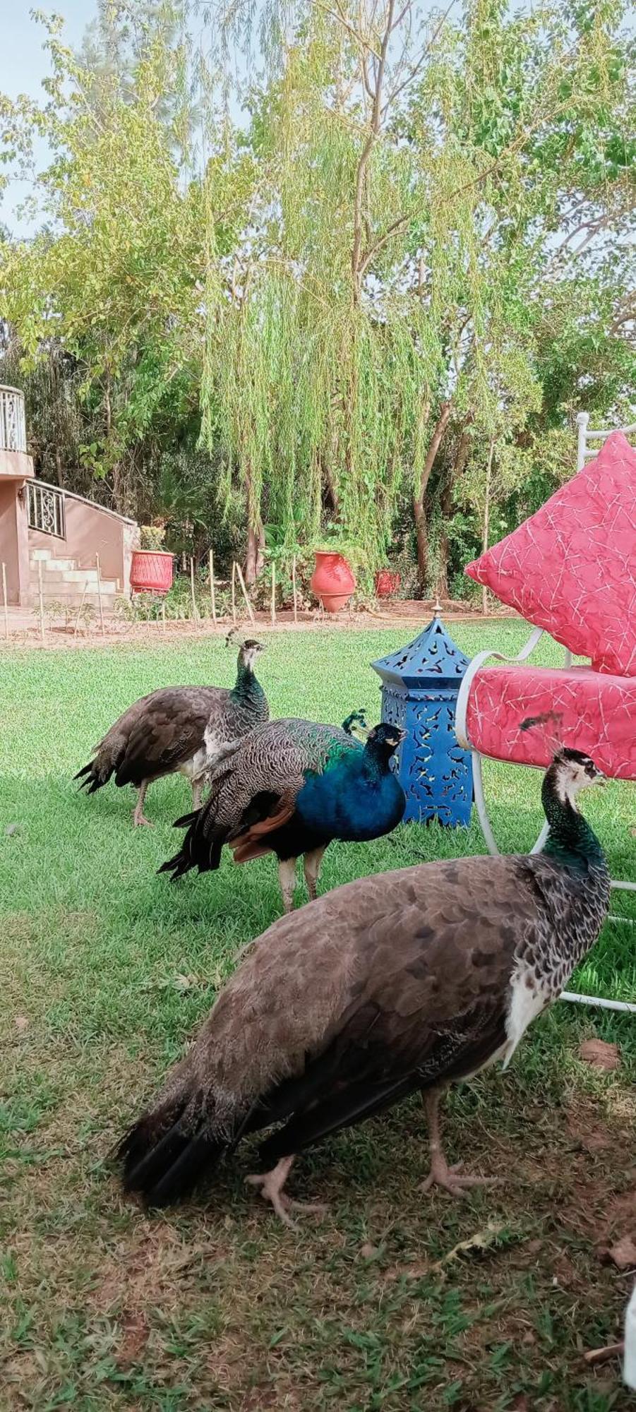 Holiday home Jamarou Marrakesh