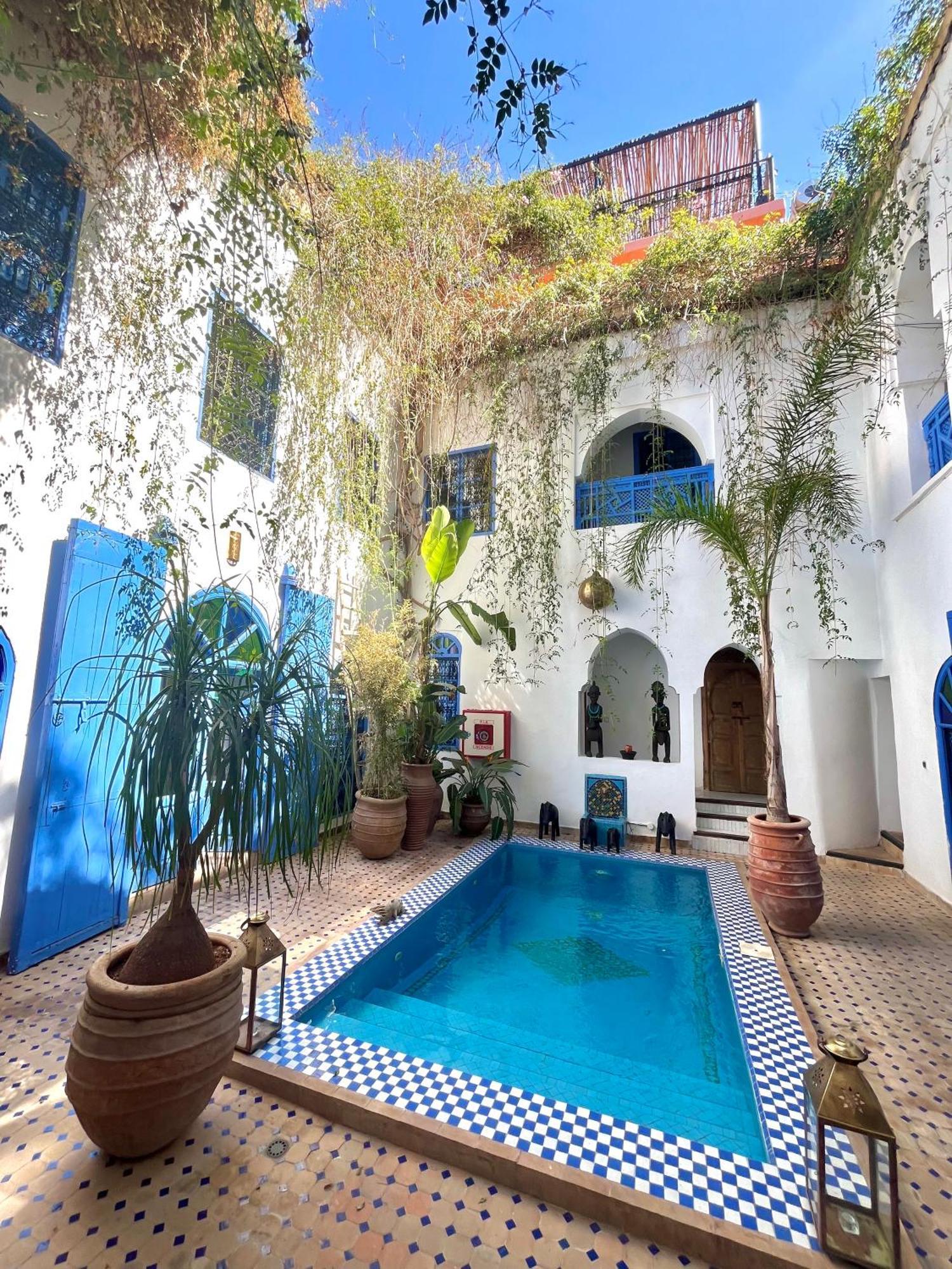 Riad Chameleon *