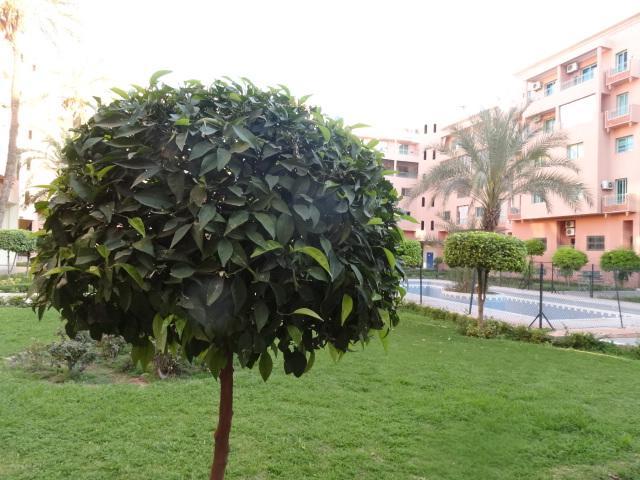 Manis Set In A Area Apartment