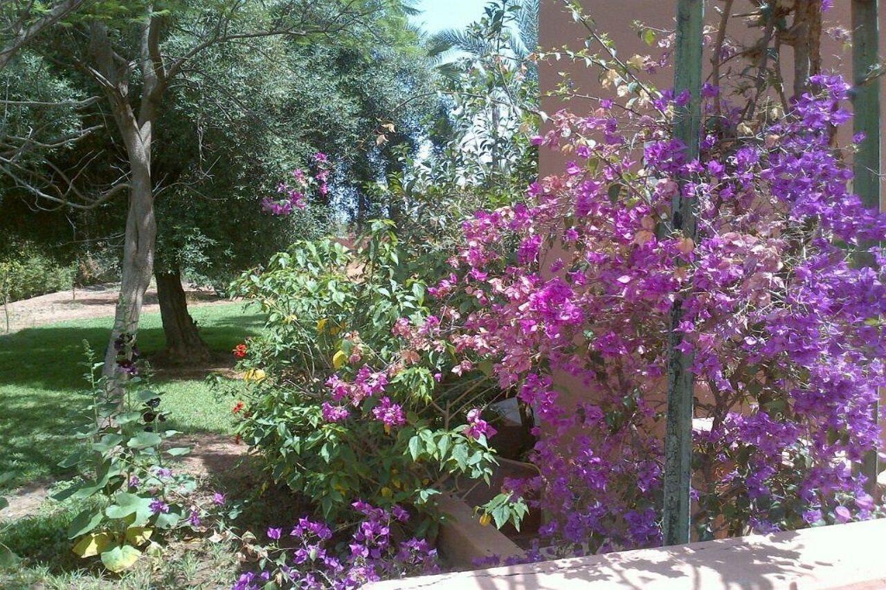 Resort In Club Palmeraie Marraquexe