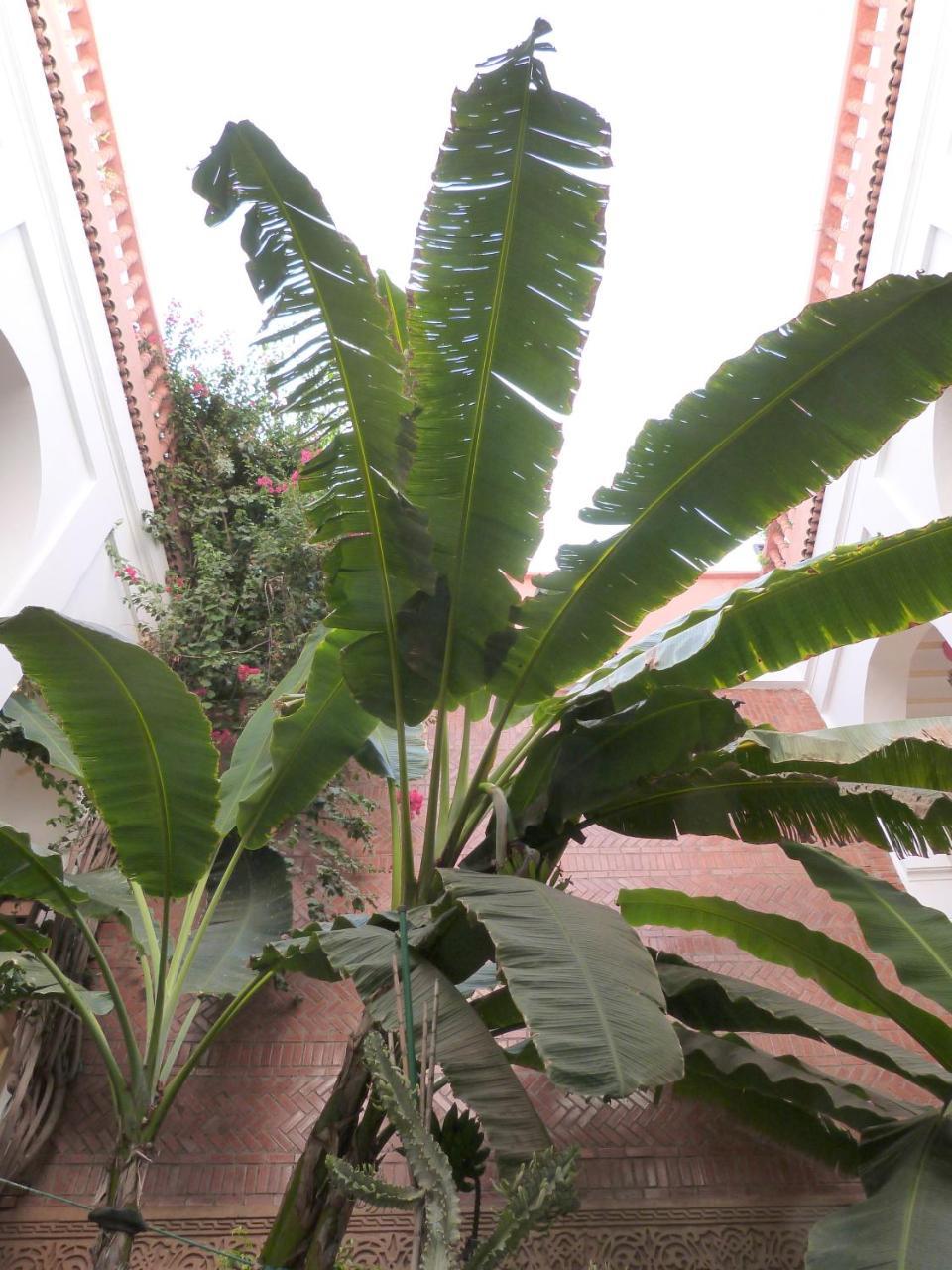 Riad Habib Marraquexe