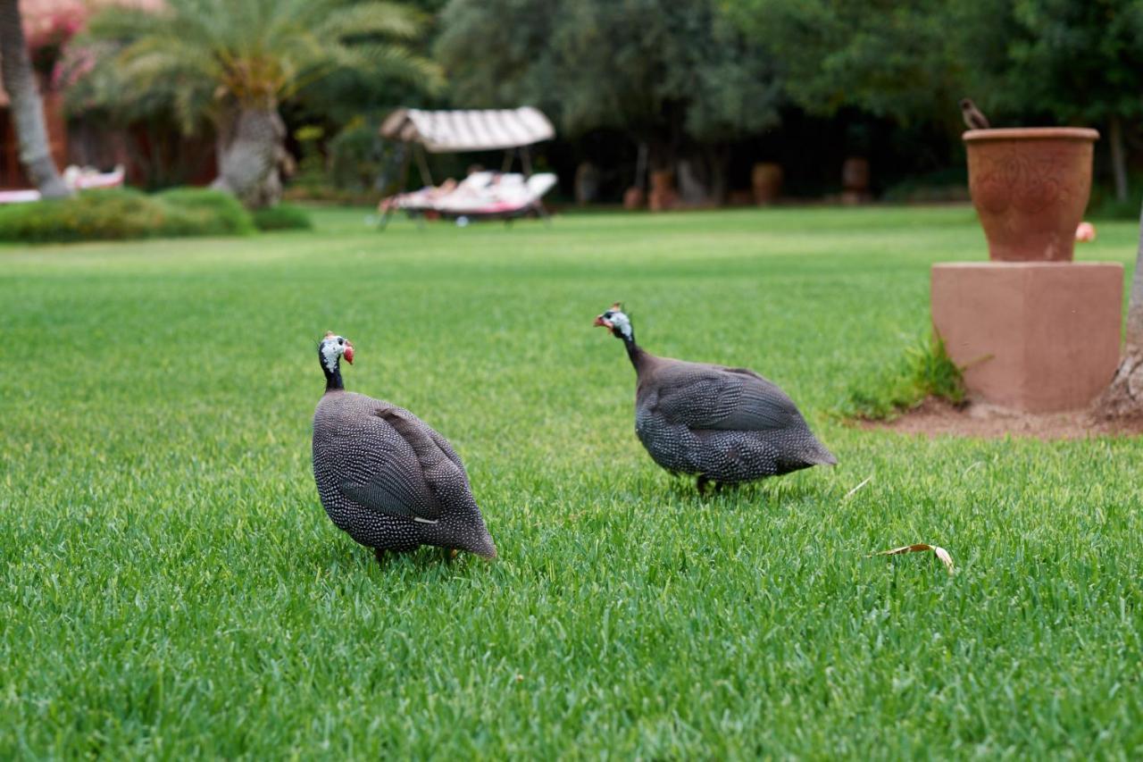 Guest house Dar Ayniwen Garden & Bird Zoo Marrakesh