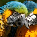 La Perle Aux Oiseaux Marrakech