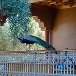 Ferme Sidi Safou & Spa
