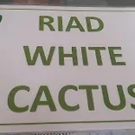 Riad White Cactus
