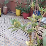 Charmant Riad Au Coeur De Marrakech