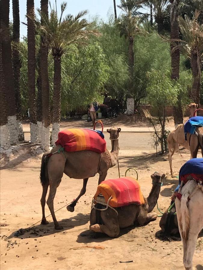 Authentic Moroccan Charm In Marrakech Terrace