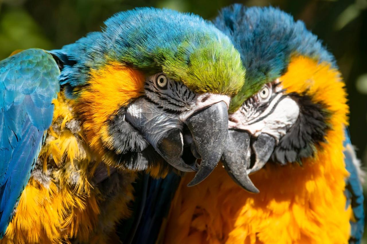 Pensión La Perle Aux Oiseaux Marrakech Marrakesh