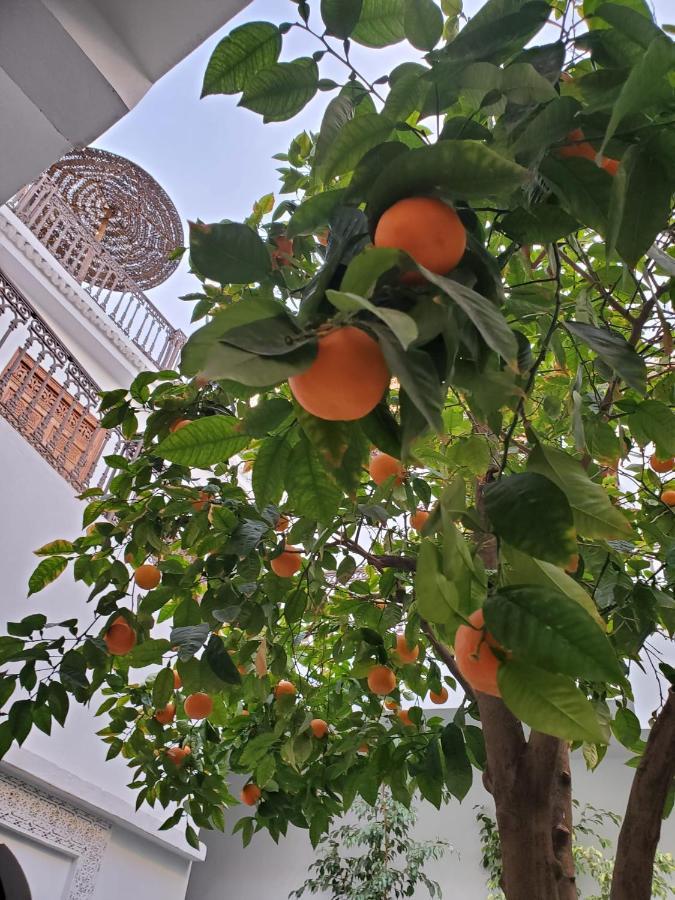 Riad Yamina52