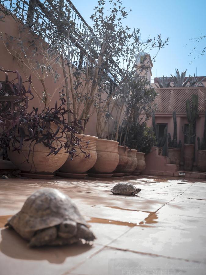 Dar Habiba By Garden Wonders Marraquexe