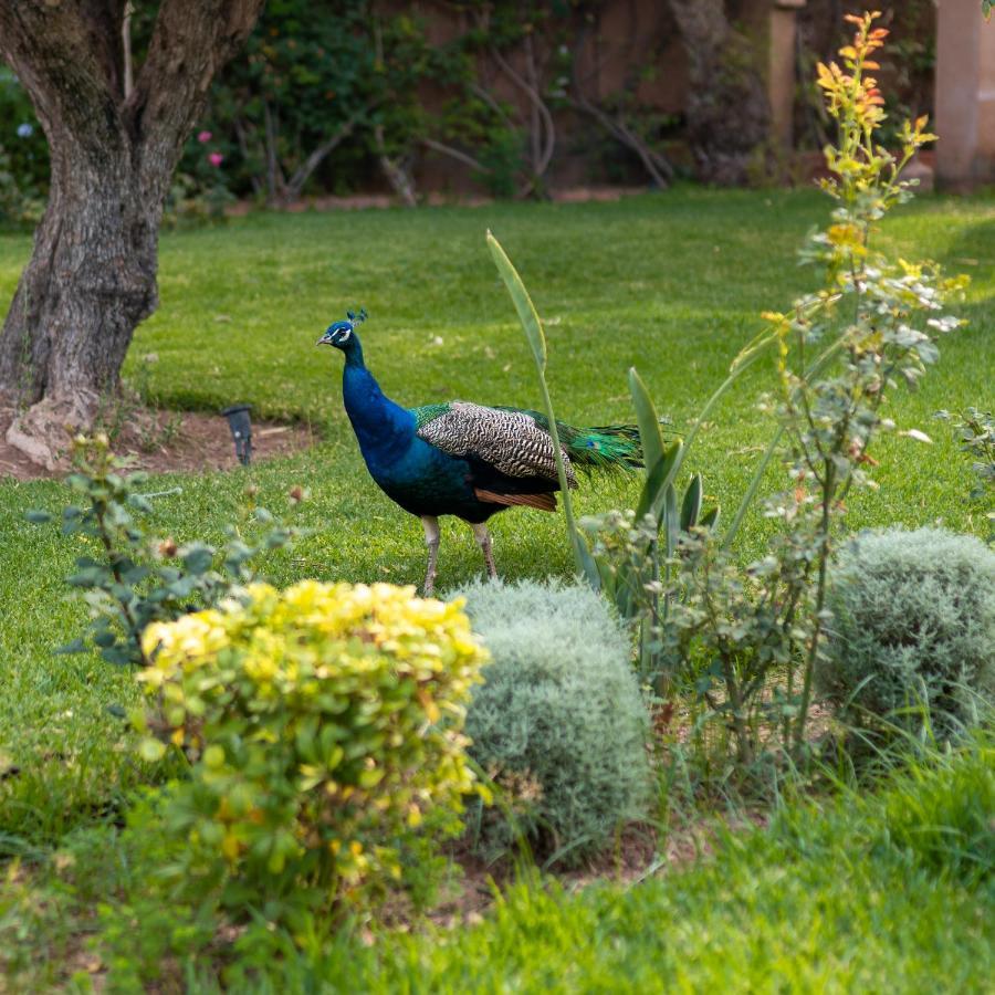 Domaine Alma Marrakech Villa Marrakesh