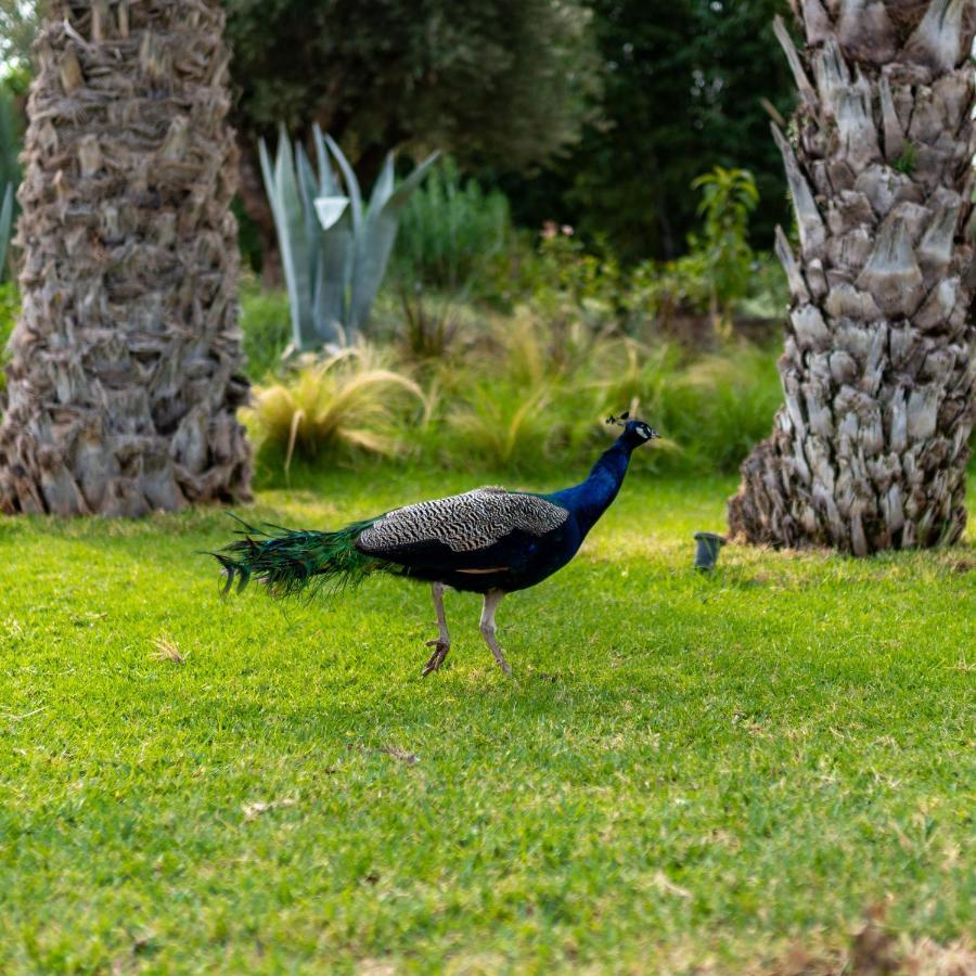 Domaine Alma Marrakech Villa *