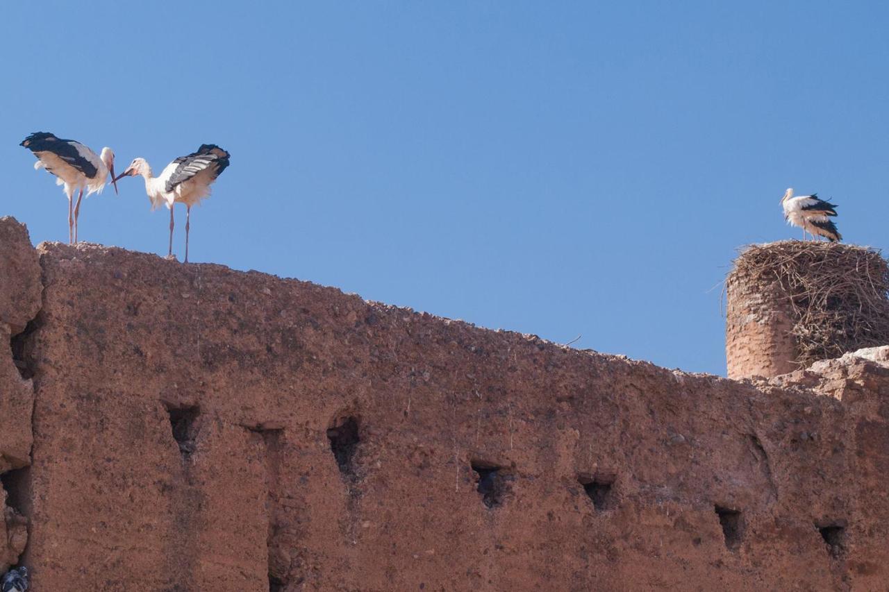Riad Of The Storks - Exclusive Use For Up To 17 Persons *