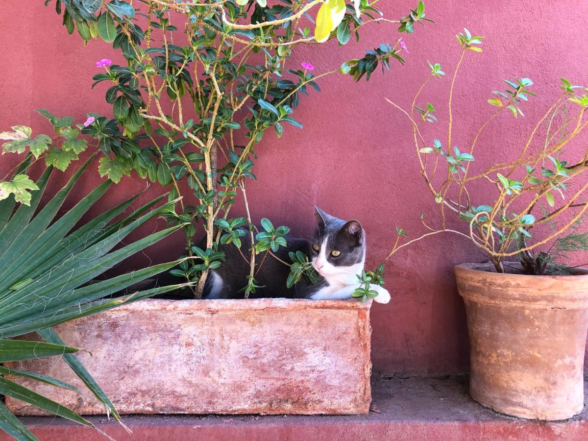 Al Mamoune Maison d'hôtes Marrakesh