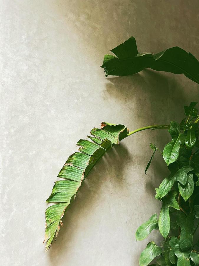 Deux Palmiers *