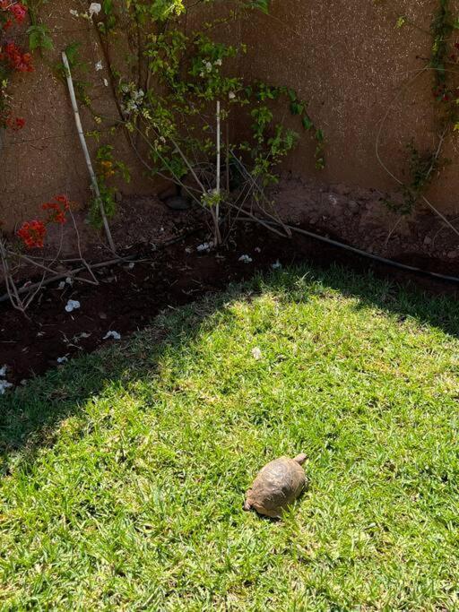 Privative Tortues2 Piscine Chauffee 35min Marrakech