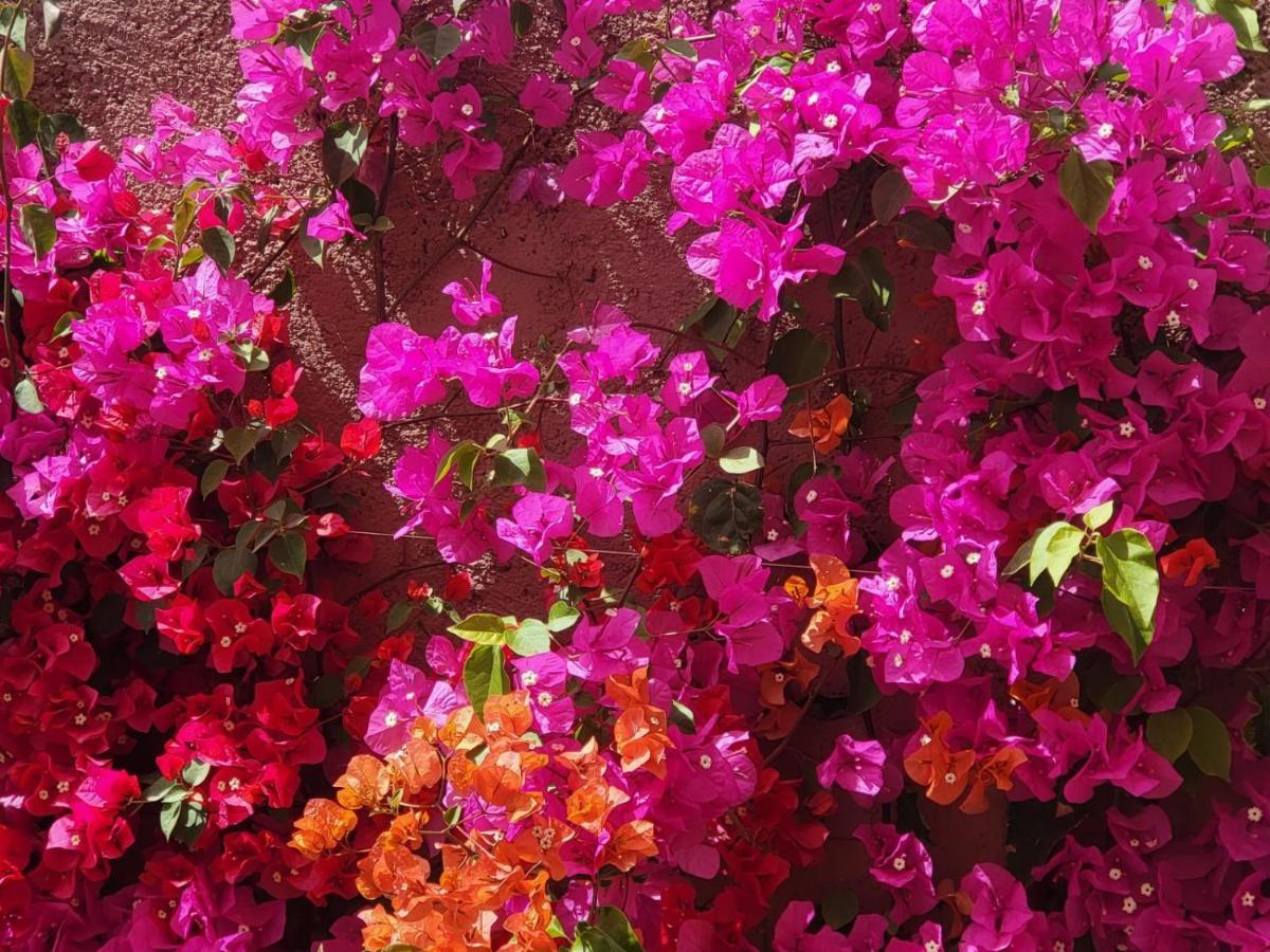 Dar Sofia * Marrakesh
