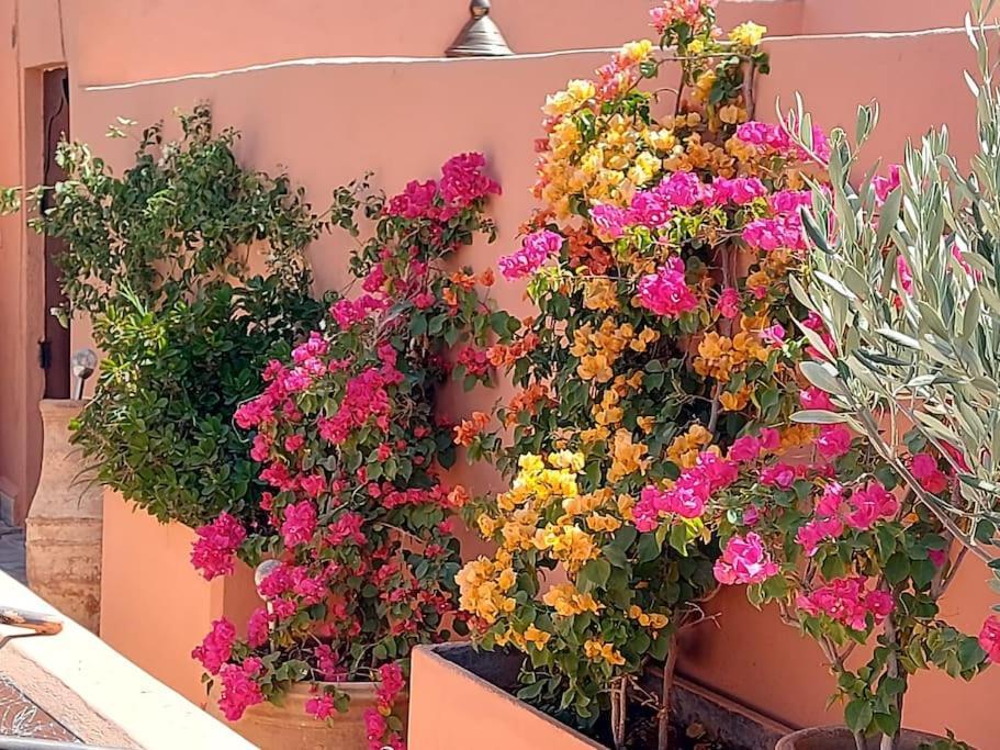 Sophora - Peaceful Heaven In Marrakech