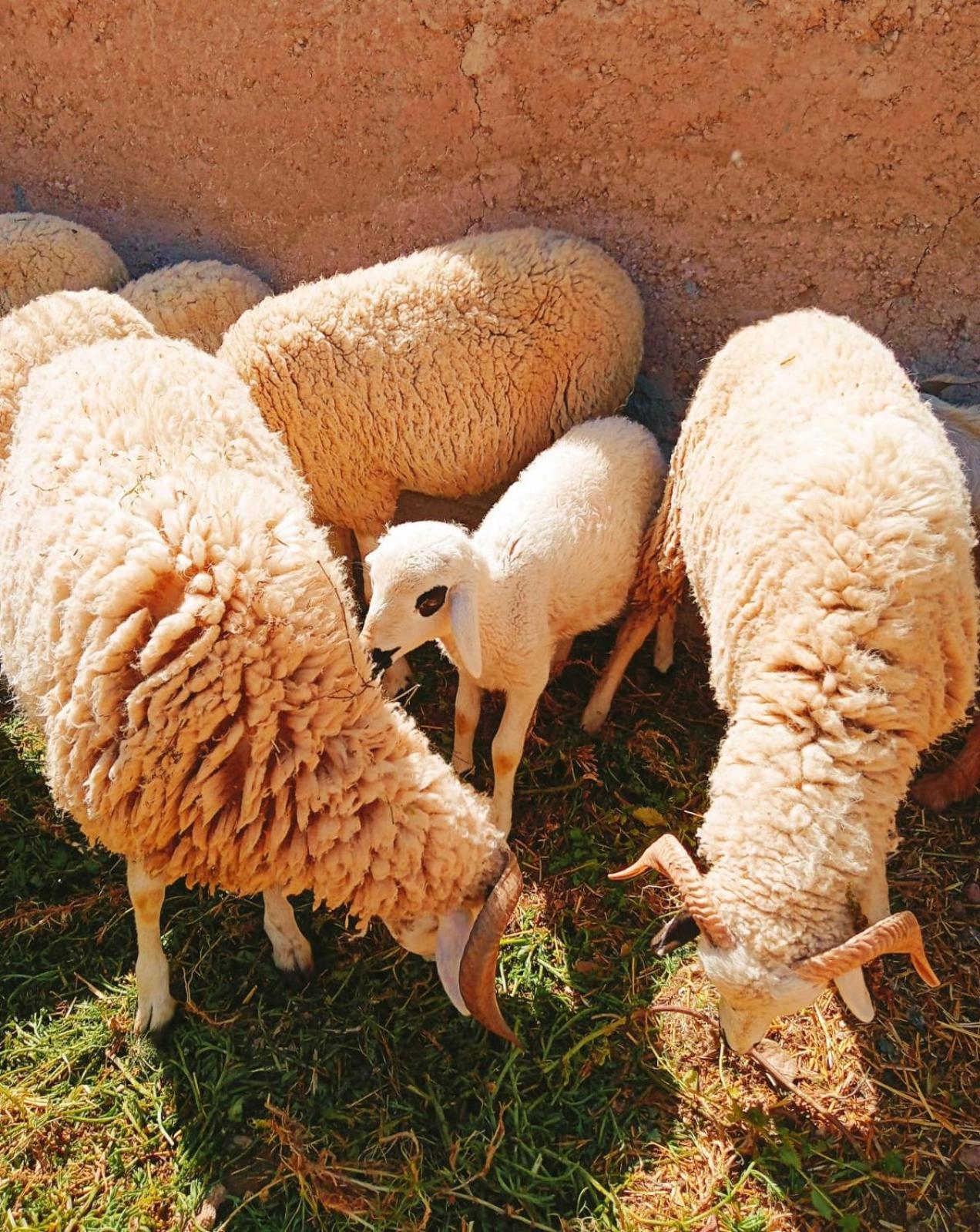 Family Village Marrakech Agroturismo Marrakesh