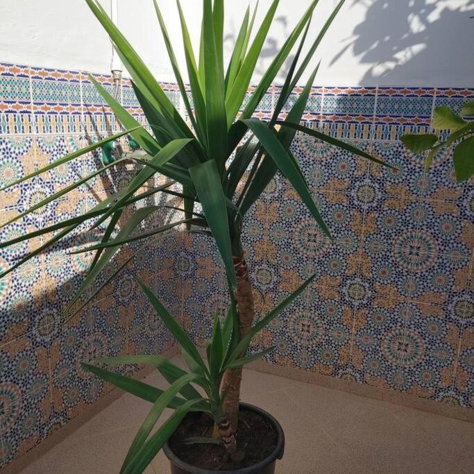 Dar Amane - Charmante Maison Marocaine Holiday home *
