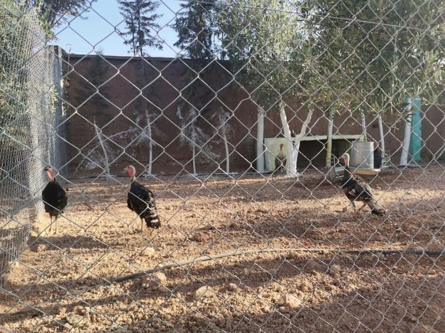 Marrakech Luxury Farm Marrakesh