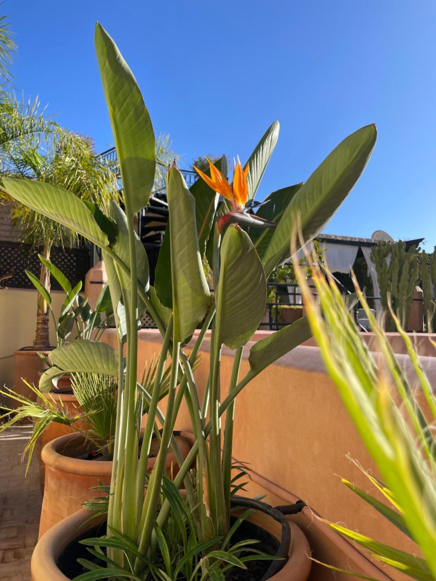 Zouhour Guest house 3*