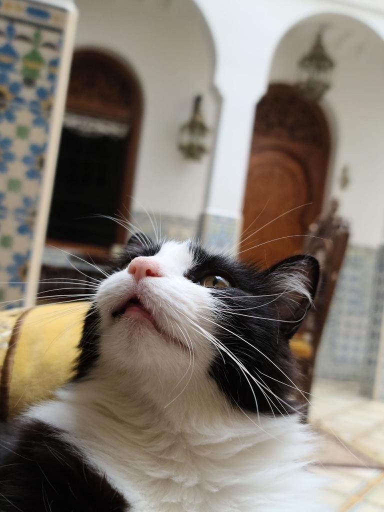 Mouna Riad