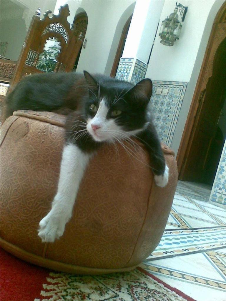 Mouna 3*