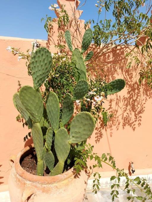 Sophora - Peaceful Heaven In Marrakech *