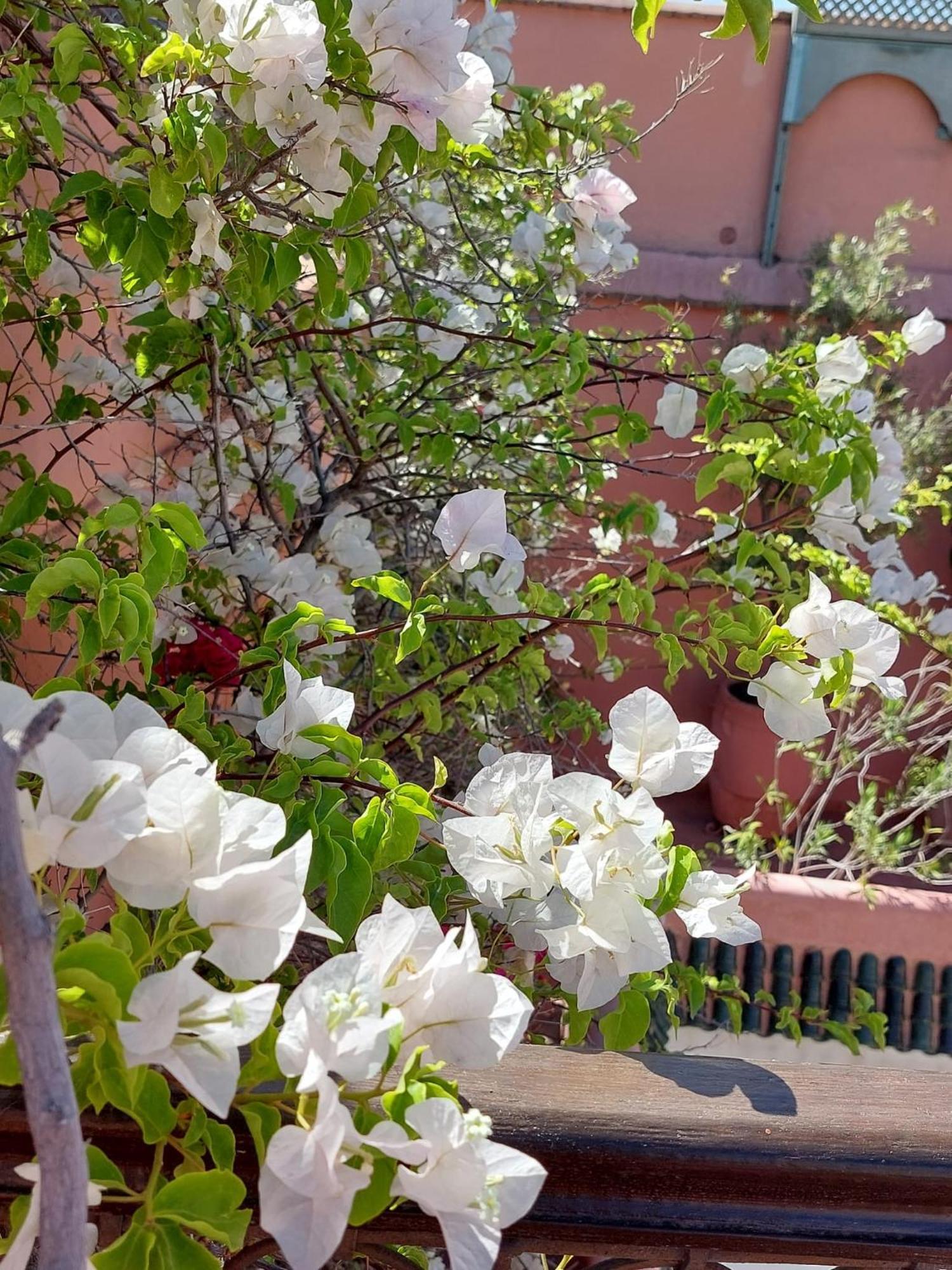 Riad Marelia