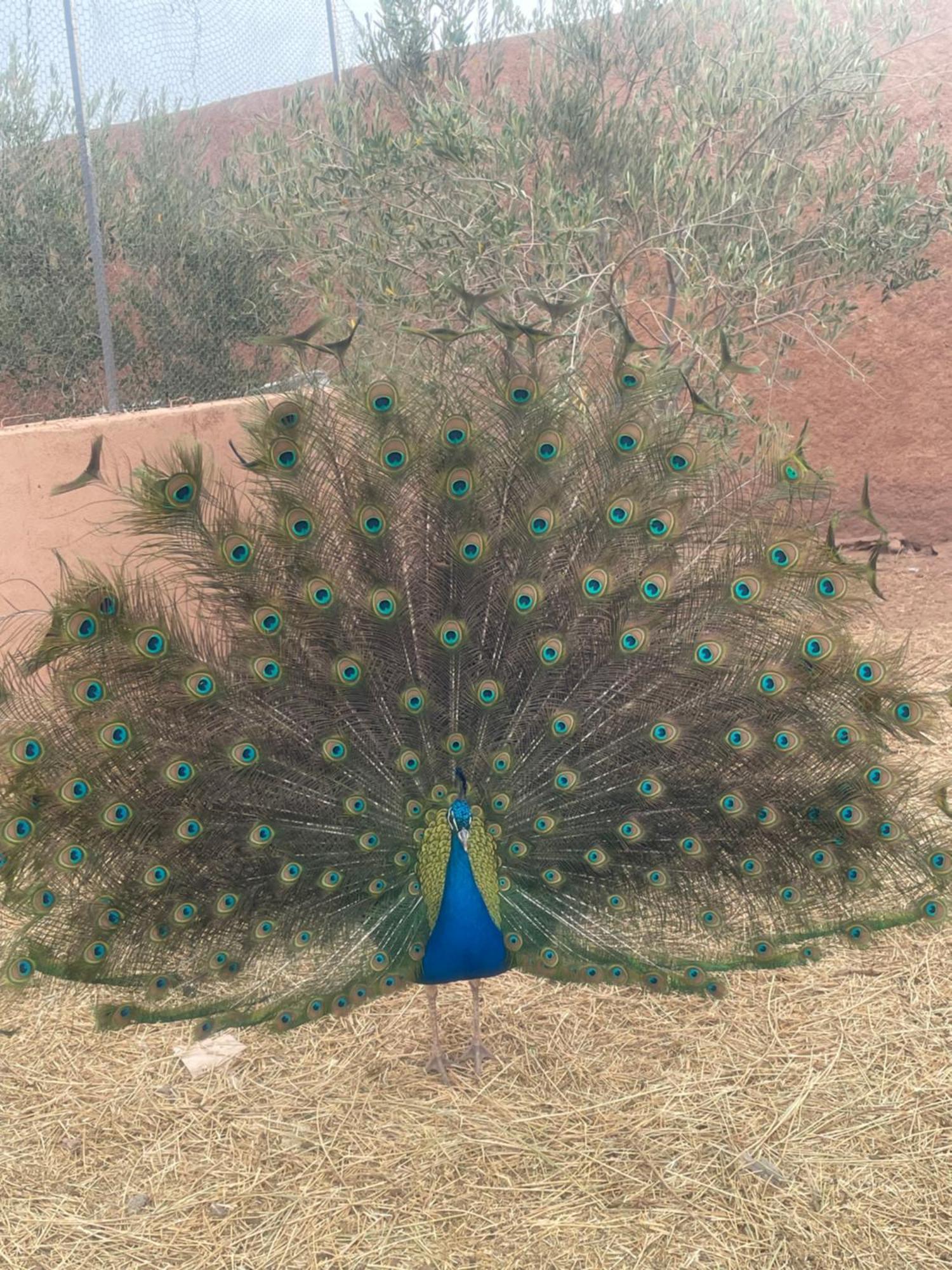 Atlas Farm Strictement Pour Les Familles Marrakesh