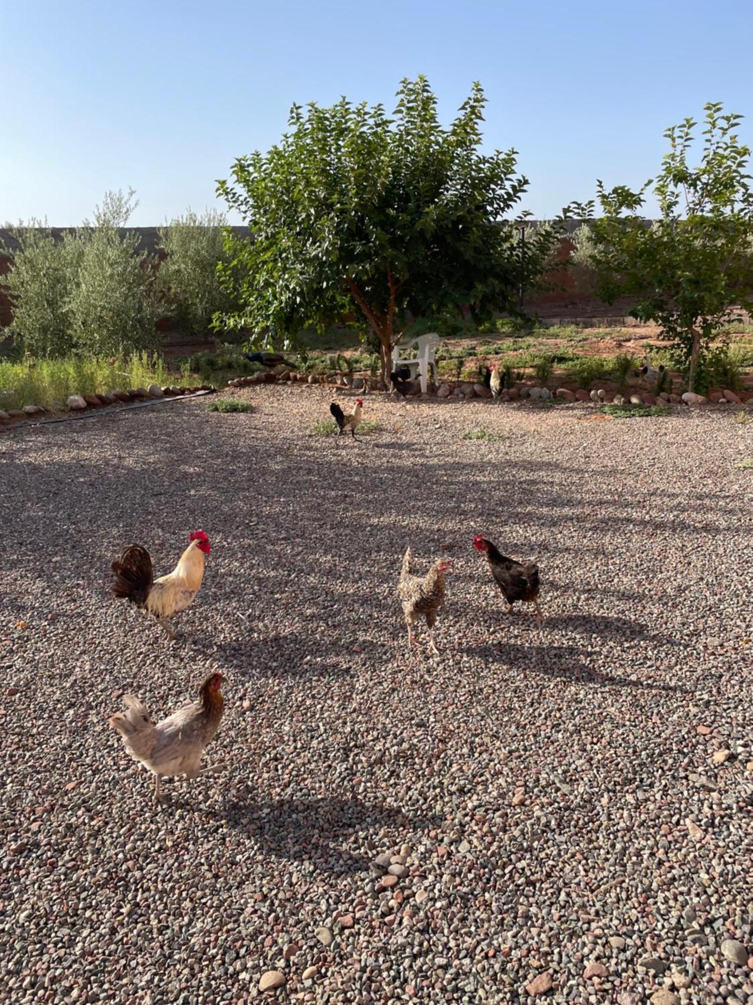 Atlas Farm Strictement Pour Les Familles Villa Marrakesh