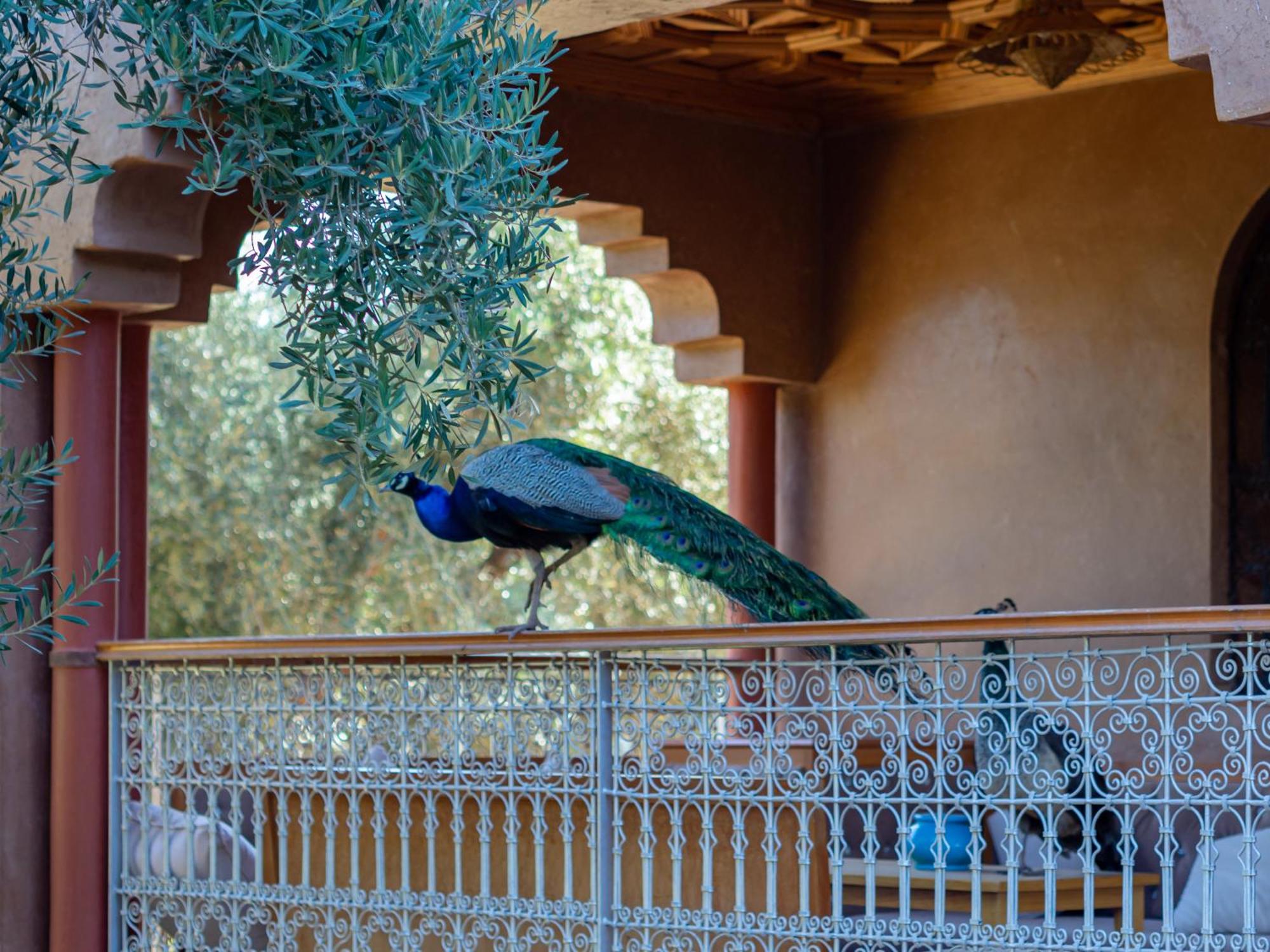 Agroturismo Ferme Sidi Safou &