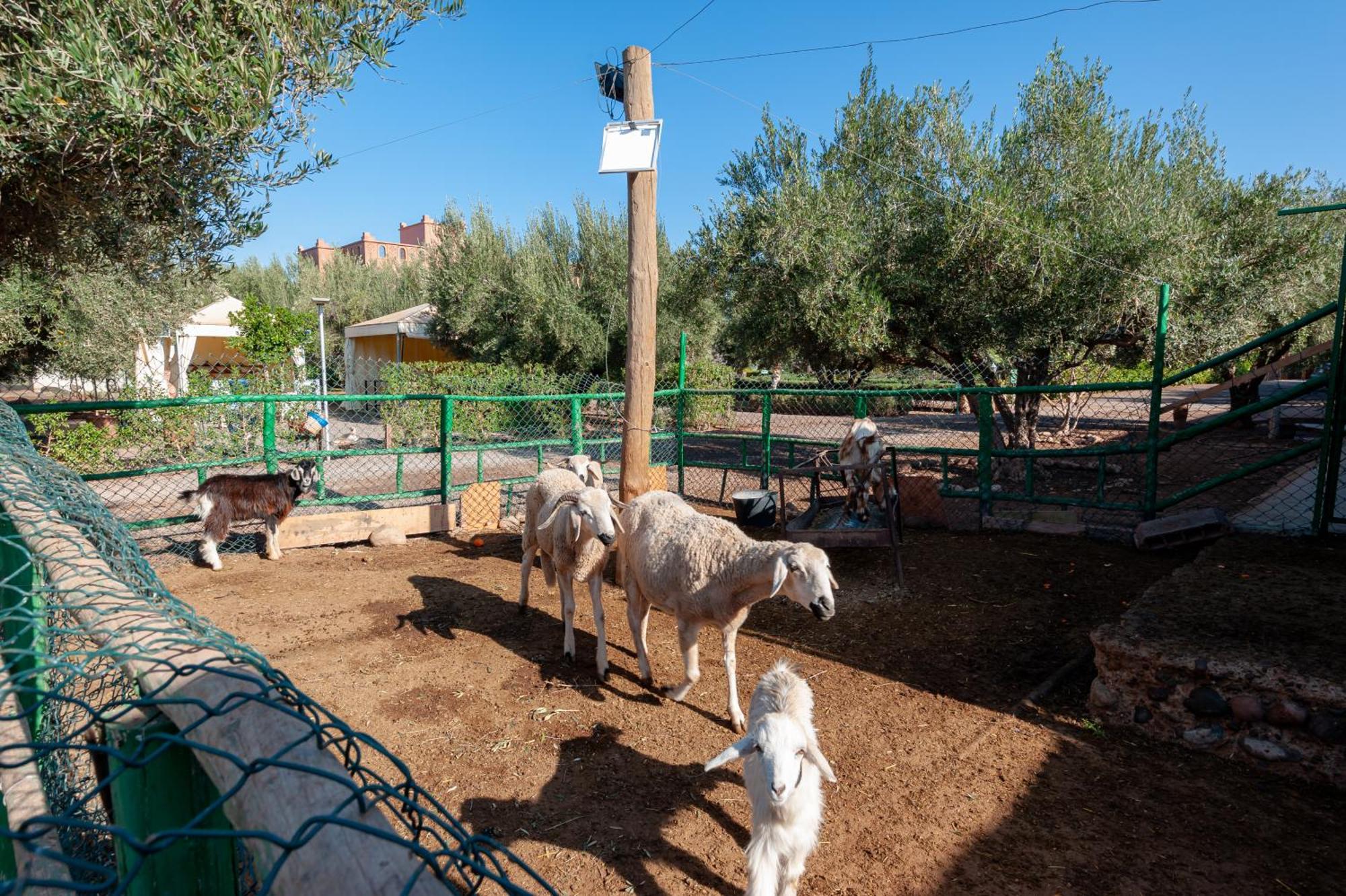 Ferme Sidi Safou & *