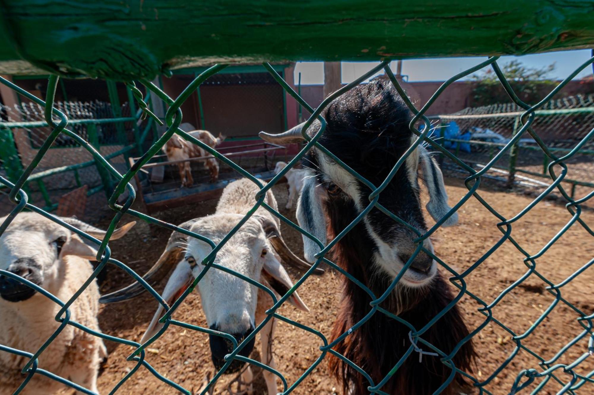 Ferme Sidi Safou &