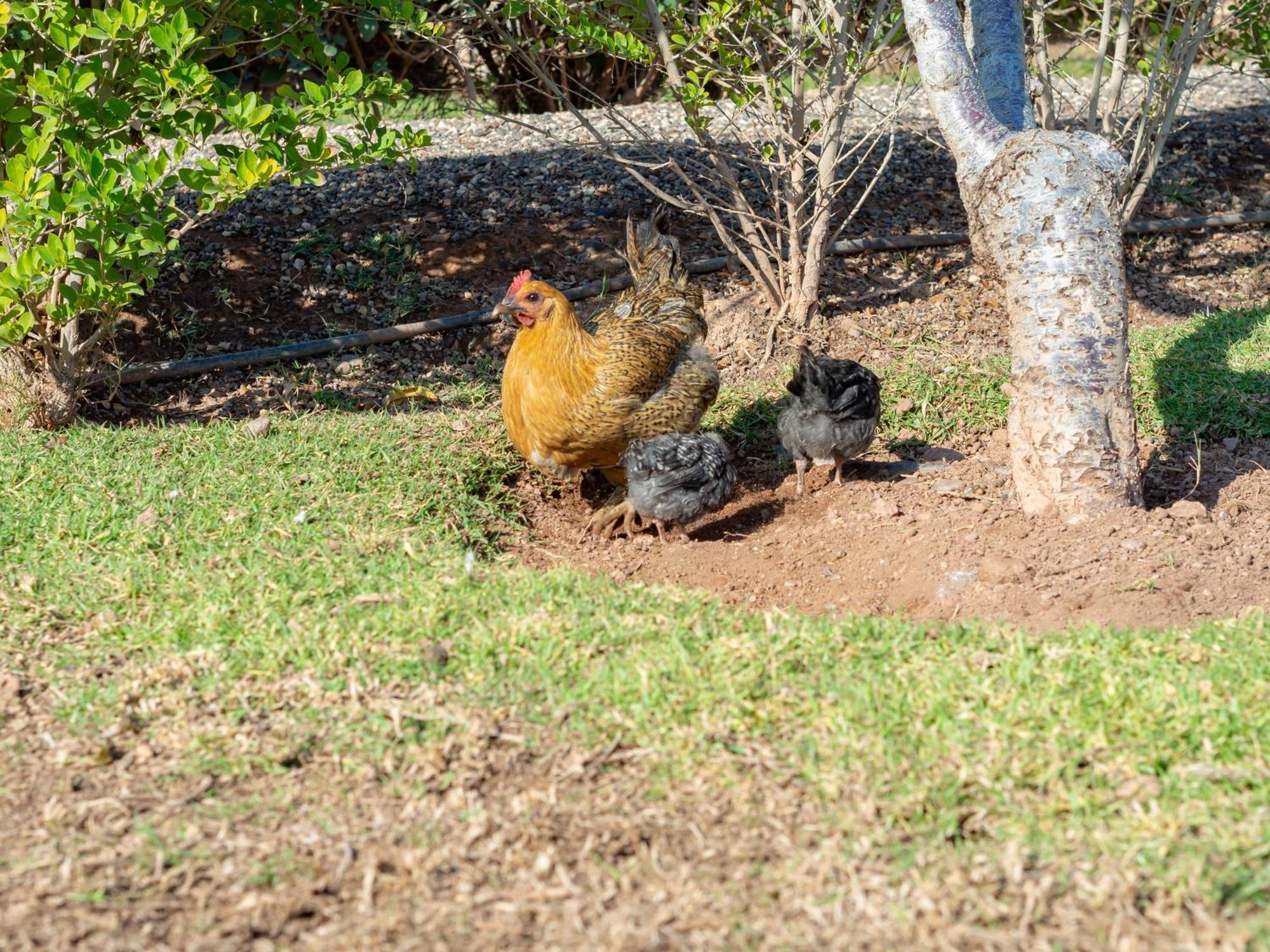 Ferme Sidi Safou & Agroturismo Marrakesh